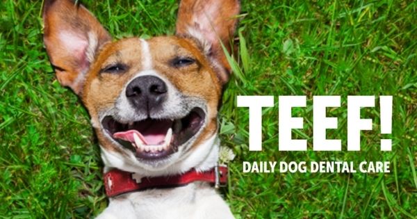 terrier dog laying in grass smiling at camera with TEEF logo