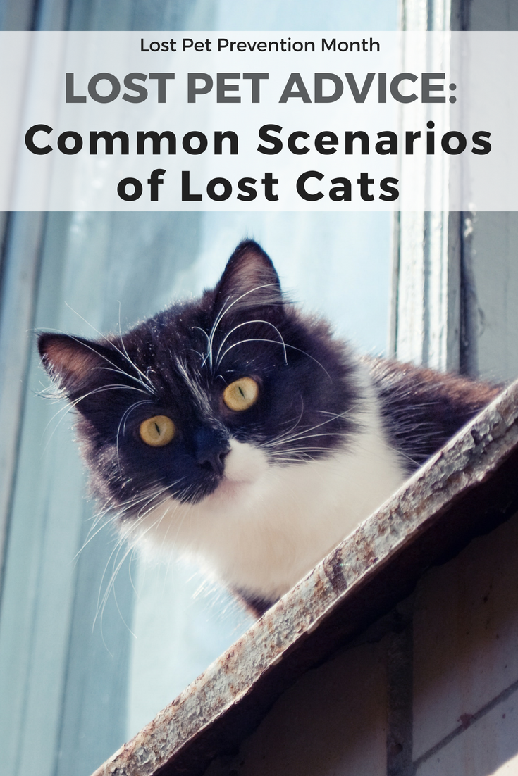 Lost Pet Advice: Common Scenarios of 