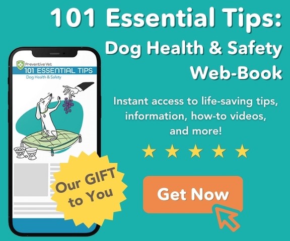 100 Essentials for Dogs