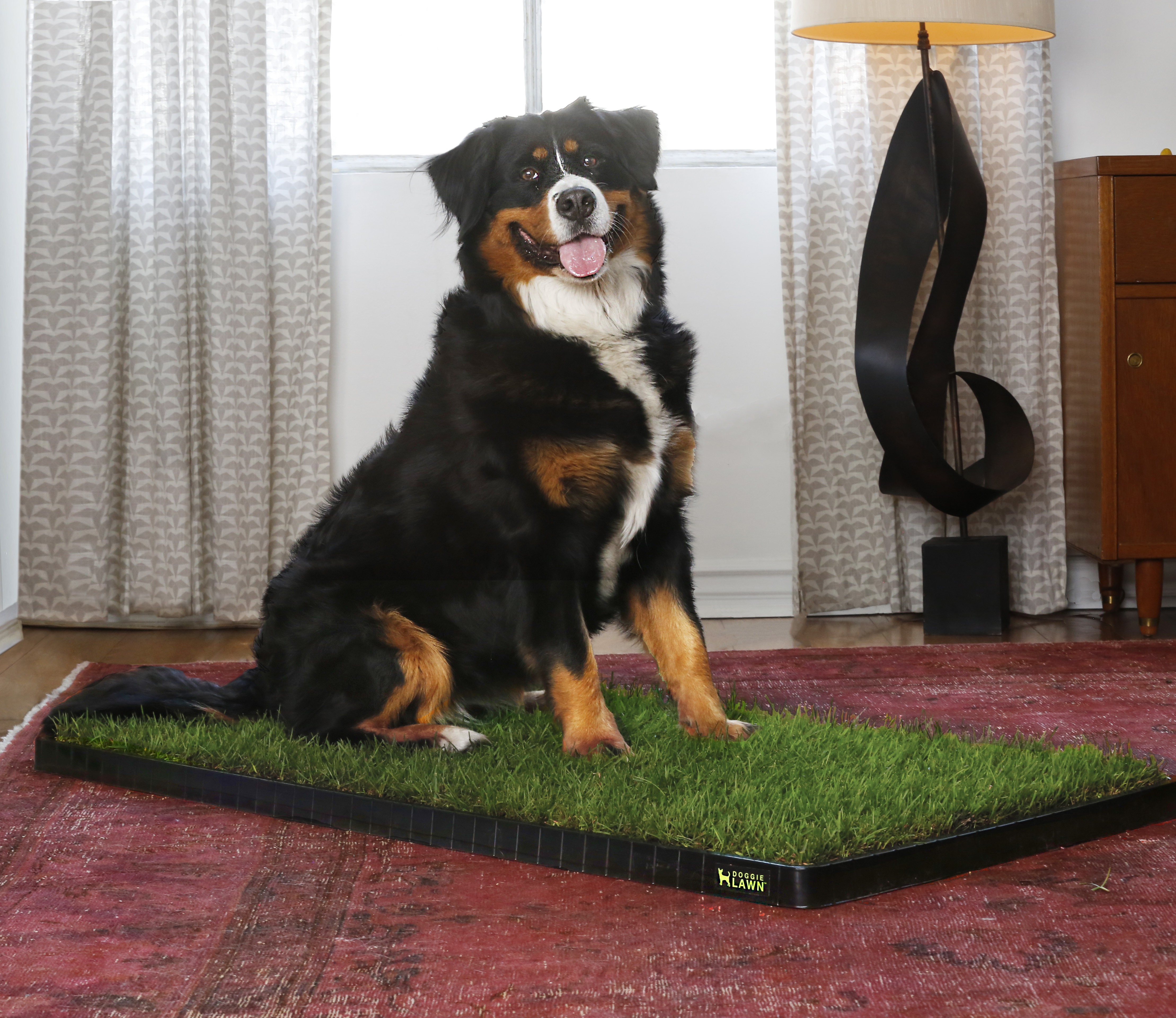 Big dog sitting on doggie lawn indoor grass pad