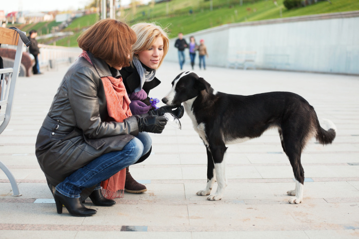 two middle aged women kneeling down while greeting a black and white dog on the street