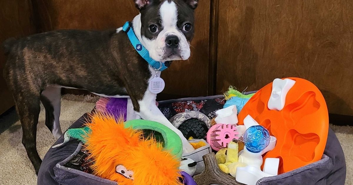 Hedy with all of her fun puppy toys