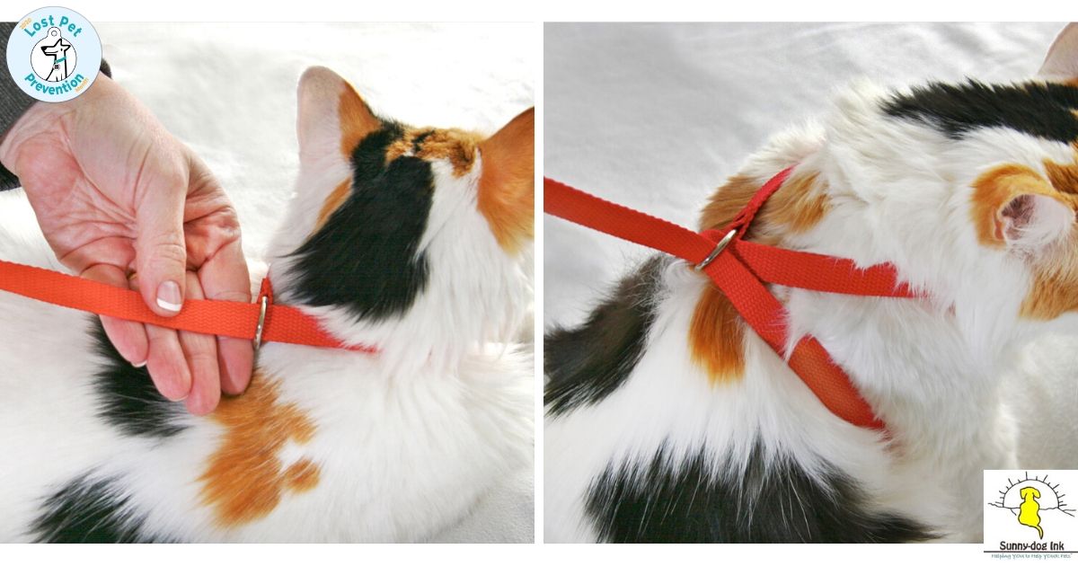 pet harness made with a leash being attached to cat