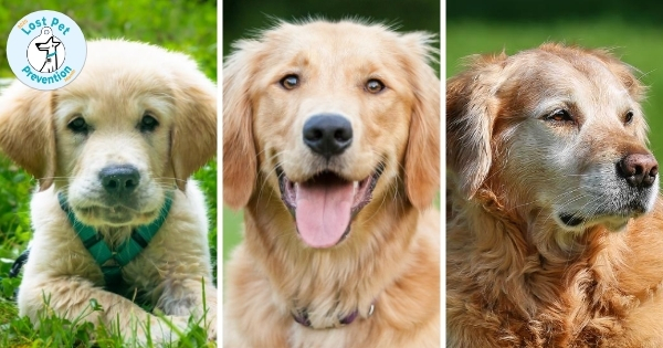 Series of three photos showing a Golden Retriever as a puppy, adult, and senior dog