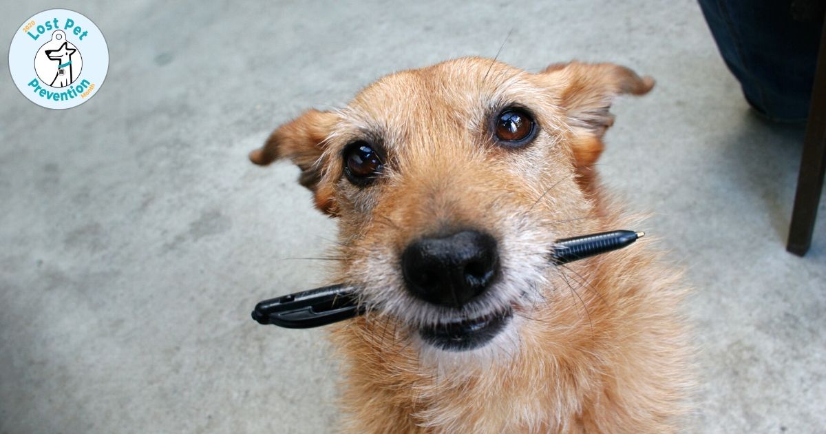 dog with pen in mouth looking at camera