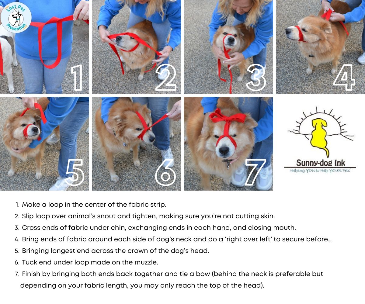 making a pet muzzle with a leash infographic