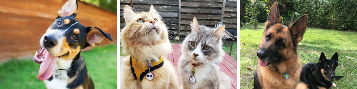 Left Photo: Black and white dog smiling in back yard with tongue out. Center Photo: Two fluffy cats with harnesses and PetHub ID tags. Right Photo: Two German Shepards sitting outside with ID tags.