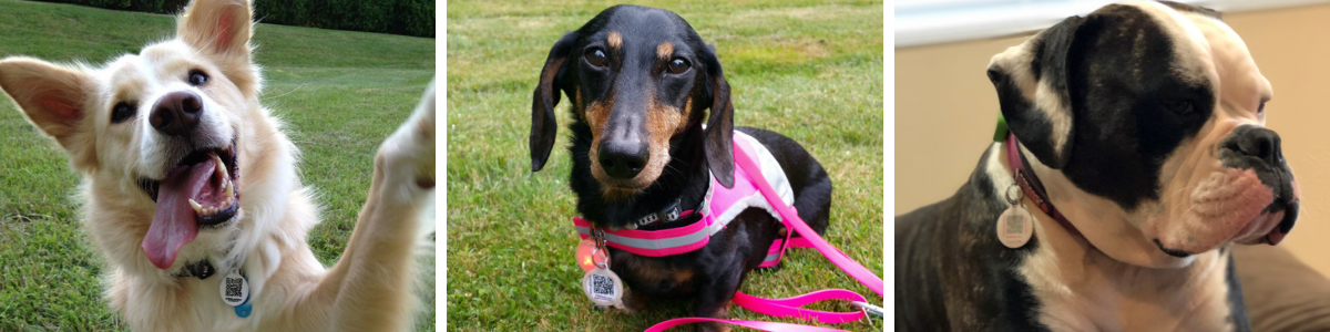 Left Photo: Cream colored dog giving a paw to the camera with a smile on his face. Center Photo: Black and brown Dachshund dog with pink leash and harness. Right Photo: Black and white Boxer dog relaxing. 