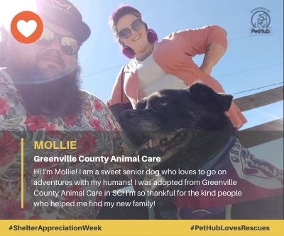 Mollie adopted from Greenville County Animal Care