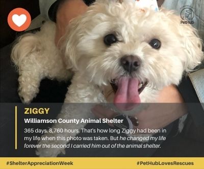 Ziggy adopted from Willamson County Animal Shelter