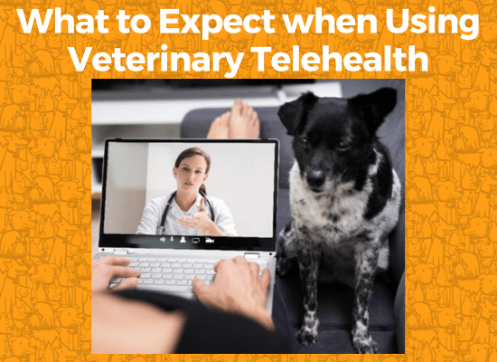 person sitting with laptop on lap with screen visible that shows a telehealth veterinarian on the screen