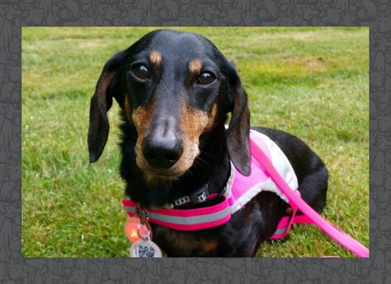 Black and tan dashchund wearing a PetHub tag and looking at the camera