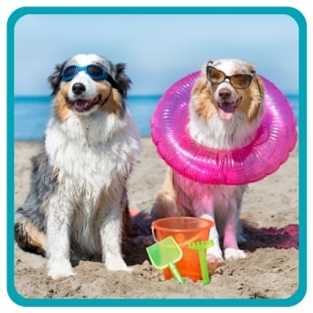 Two dogs hanging out at beach with swimming gear