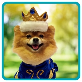Pomeranian wearing crown and cape