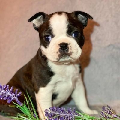 Puppy Boston Terrier