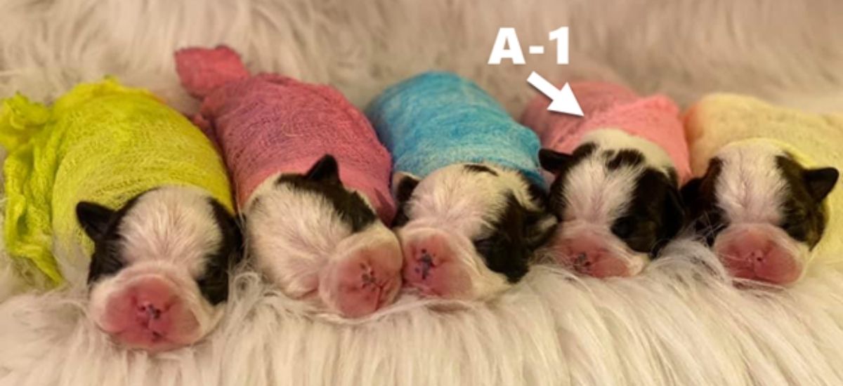 Litter of Boston Terrier puppies