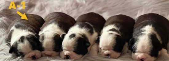 Litter of Boston Terrier puppies