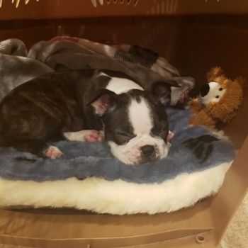 Hedy sleeping in her new comfy crate