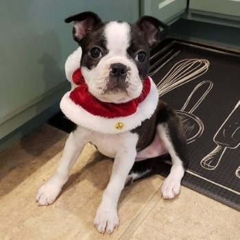 Hedy's first Christmas outfit