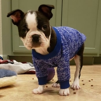 Hedy's first sweater