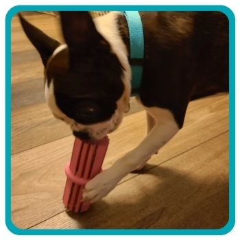 Hedy chewing on her Kong Puppy Teething Stick