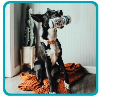PupJoy is an online shopping experience for pet parents to find honest, healthy high-quality dog goods from socially responsible makers.