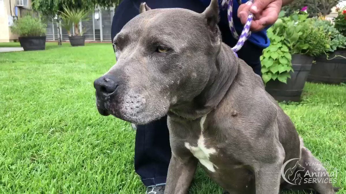 Silver pitbull sits in grass looking outward.