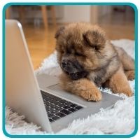 Fluffy dog in front of computer