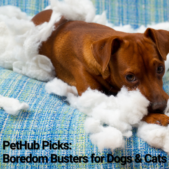 7 Best Boredom Busters and Dog Enrichment Games