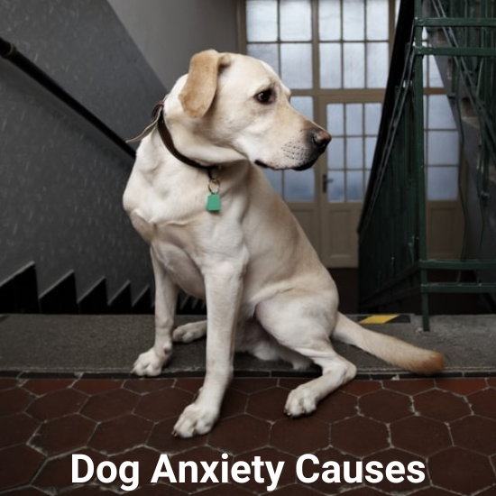 https://images.pethub.com/live/pub/content-card-images/Dog%20Anxiety%20Causes.png?xwlHJUMAfJ4CdIlN3r3WhyR0.kvMa6cB