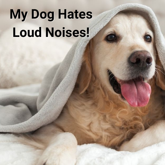 My Dog Hates Loud Noises! What Should I Do? | PetHub