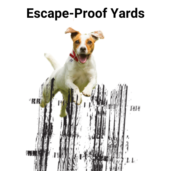 what do you do if your dog escapes the yard