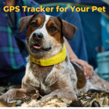 Dog wearing a Halo Collar