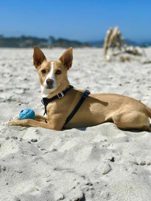 Small dog laying in sand at beach with blue ball