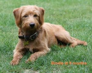 Brody
