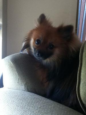 Grizzlie