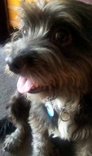 Harley
