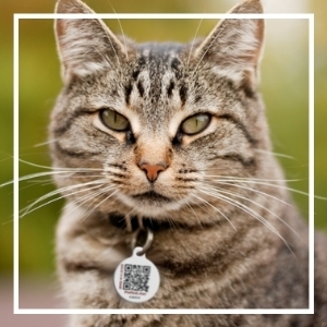 Tabby cat outside with PetHub ID tag