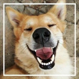 Shiba dog smiling up at camera