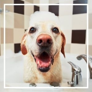 Yellow lab in bath tub with bubbles on his head