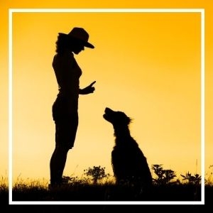 woman training dog to sit in sunset