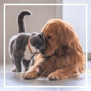 Grey and white cat next to an adult golden retriever as they snuggle together.