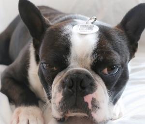 boston terrier with pethub tag on her head
