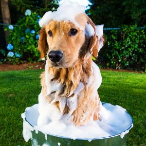dog in bath