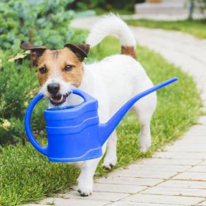 Jack Russel Terrier holding watering can in mouth