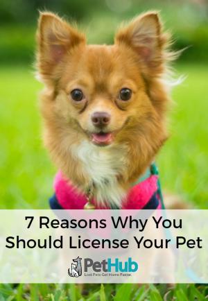little dog with text saying 7 reasons why you should license your pet