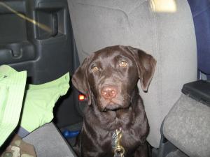 pethub success stories, success stories, lost pets, found pets, lost dogs, found dogs